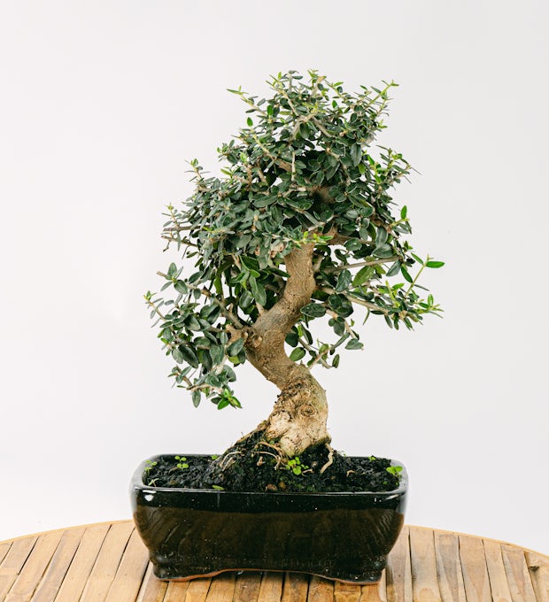 Bonsai 10 jaar oud Olea sylvestris