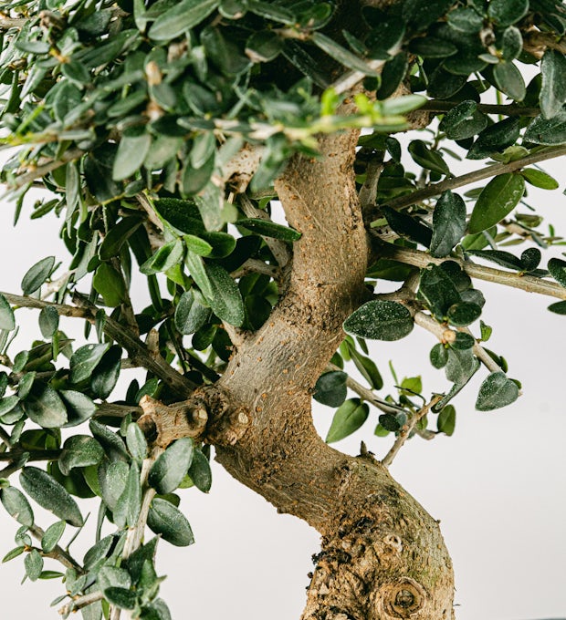 Bonsai 10 jaar oud Olea sylvestris