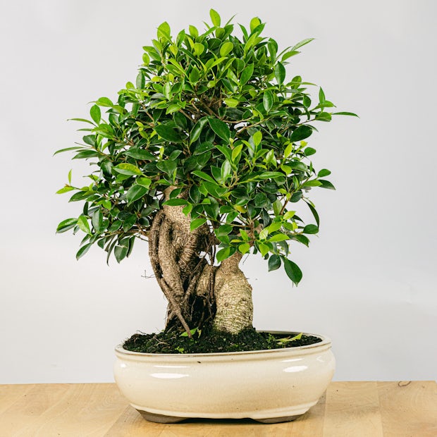Bonsai 21 anni Ficus retusa