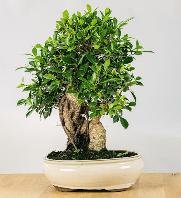 Bonsai Ficus retusa 21 Jahre alt