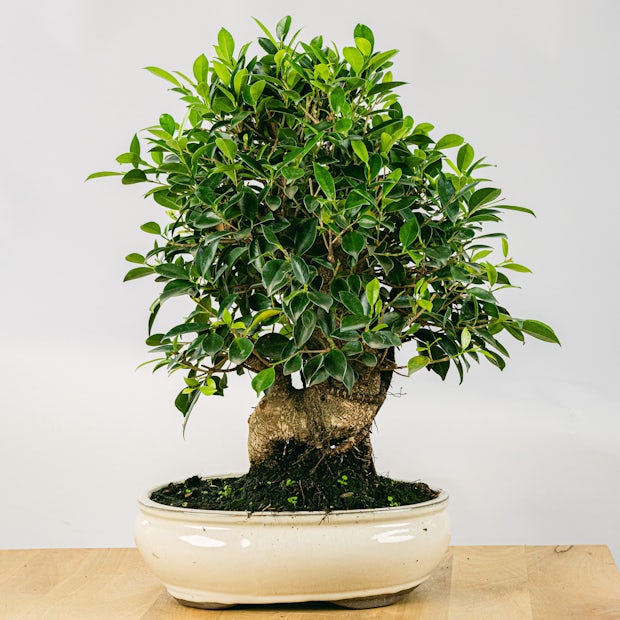 Bonsai Ficus retusa (21 years old)