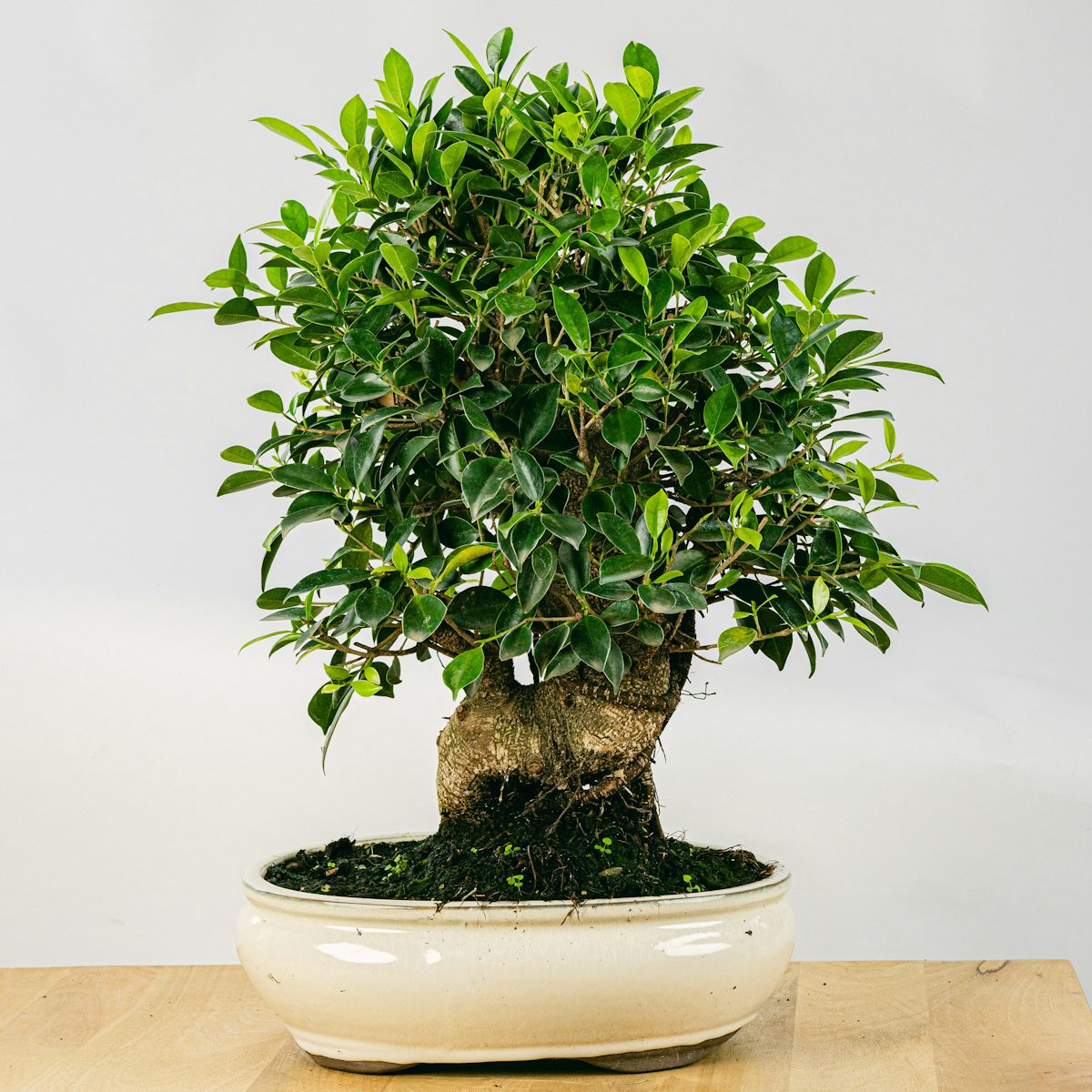Bonsai 21 ans Ficus retusa