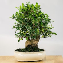 Bonsai Ficus retusa (21 years old)