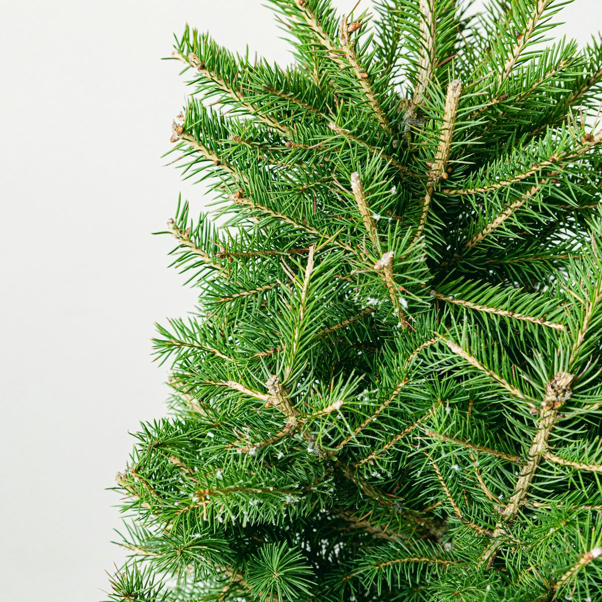 Natural Pine - Picea glauca