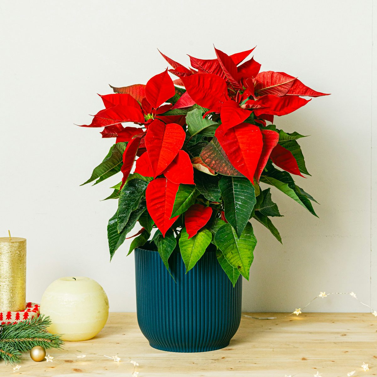 Рождественское растение пуансеттия