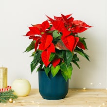 Рождественское растение пуансеттия