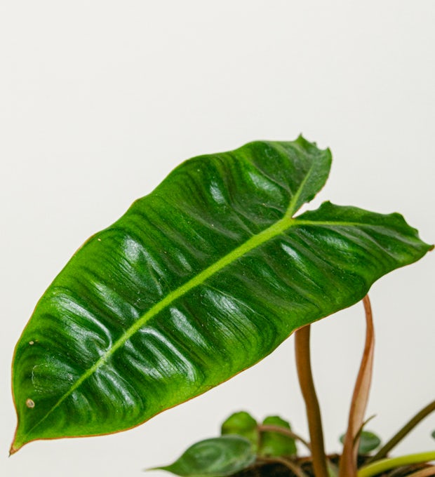 Philodendron billietiae