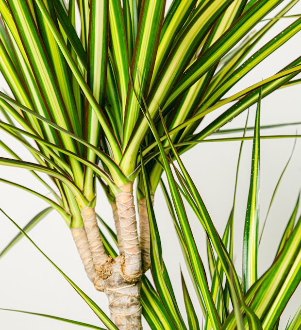 Dracaena solstråle