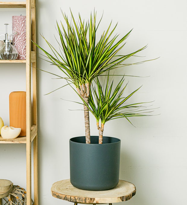 Dracaena solstråle