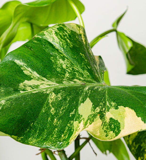 Philodendron Domesticum Variegata