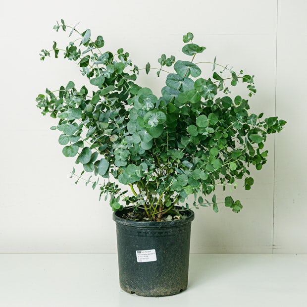 main plant pot