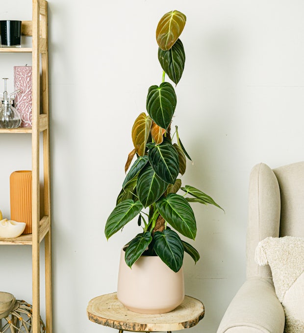 Philodendron or noir