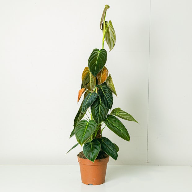 Philodendron Schwarzes Gold