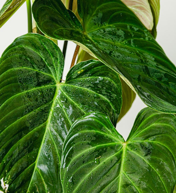 Philodendron splendid