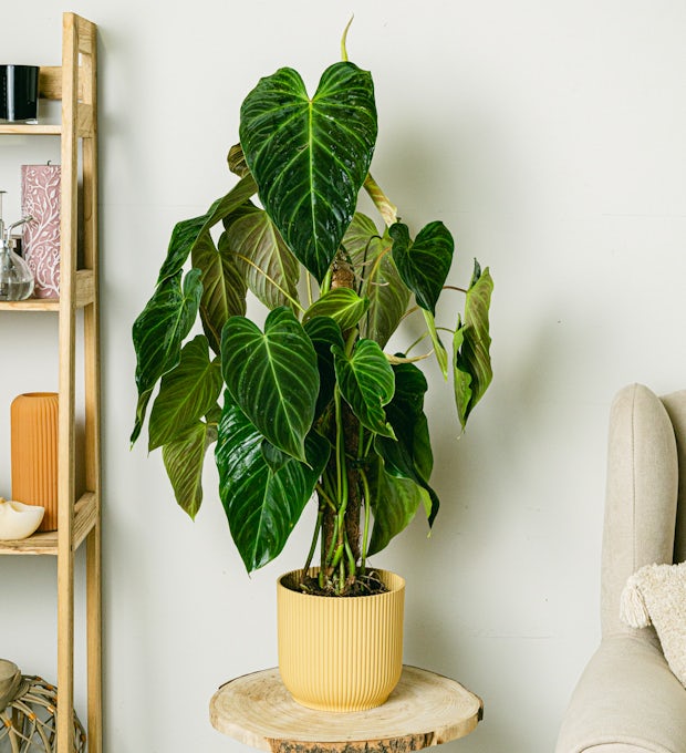 Philodendron praktfull