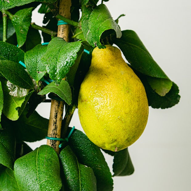 Цитрусовый лимон