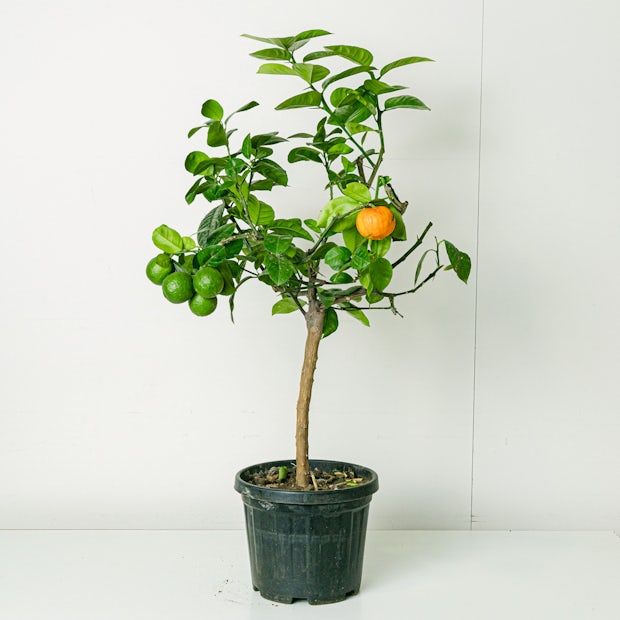 Citrus Arcobal Orange