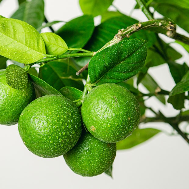 Citron vert (Citrus aurantifolia)