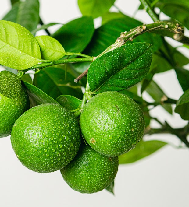 Citron vert (Citrus aurantifolia)