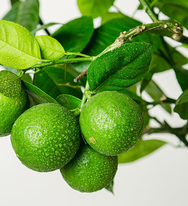 Lime (Citrus aurantifolia)