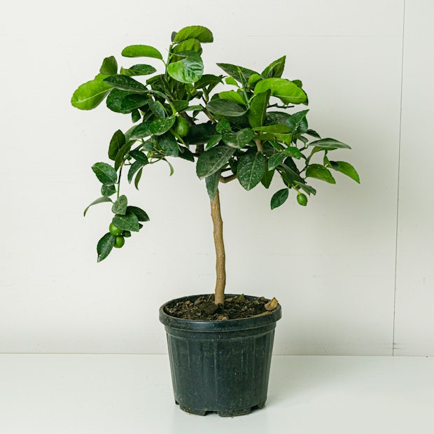 Limette (Citrus aurantifolia)
