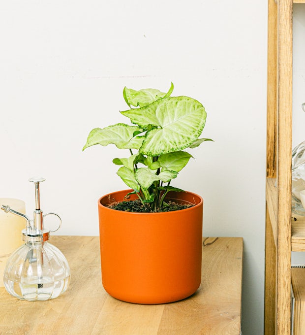 Syngonium White Butterfly