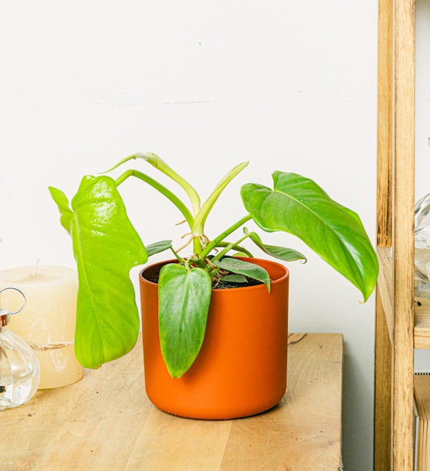 Philodendron Gouden Viool