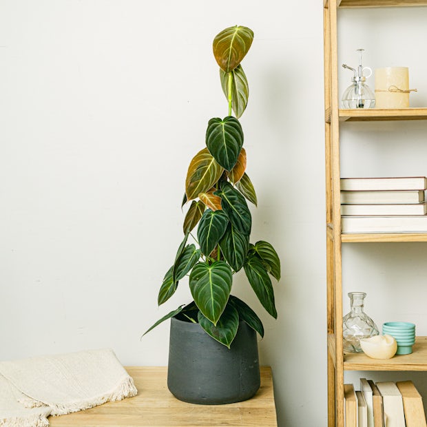 Philodendron Black Gold