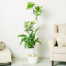 Buy online Philodendron scandens