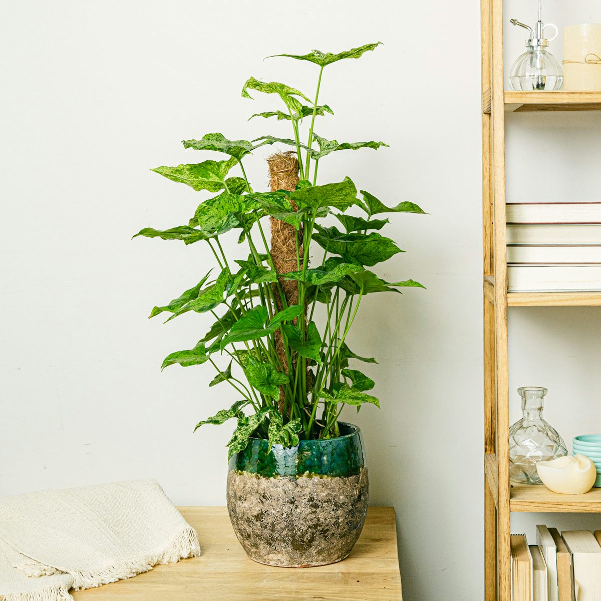 Tansania Blumentopf - L/18cm