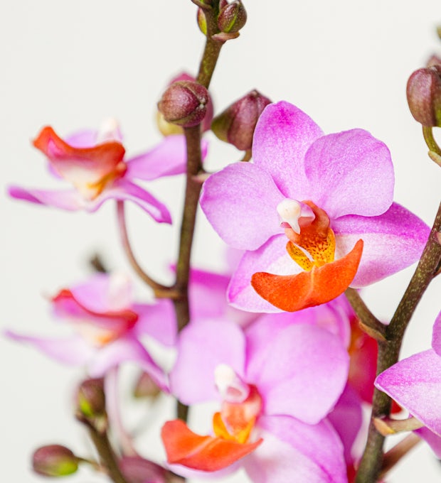 Orquídea Table Mystery