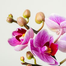 Orquídea dazzling Diva