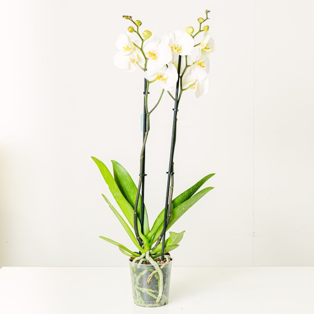 Orquídea Blanca - 60/70 cm