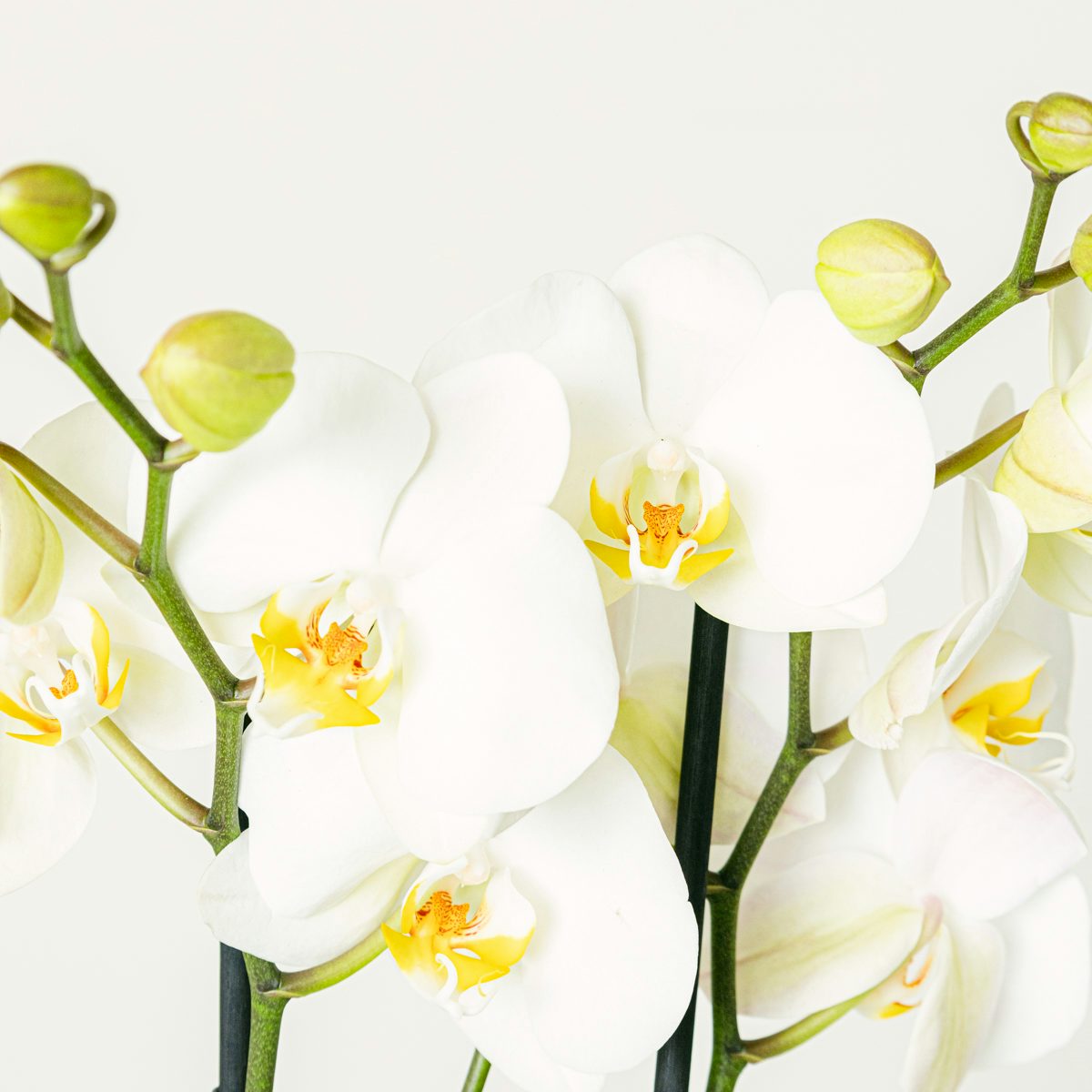 Белая орхидея - 60/70 сантиметров