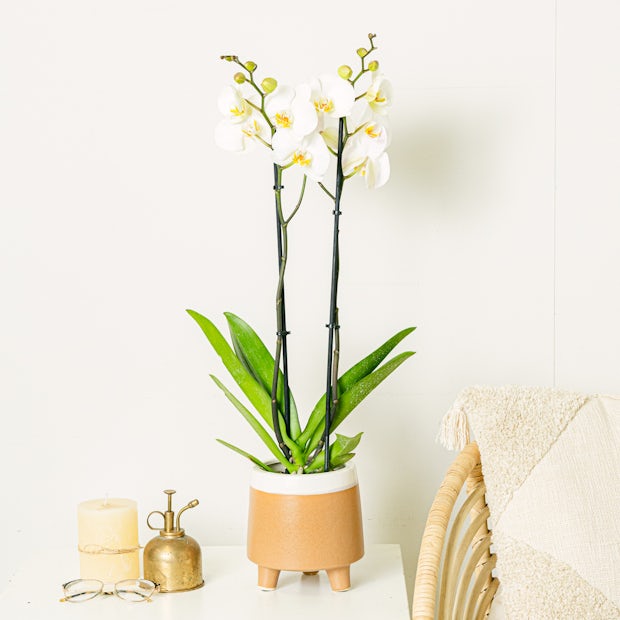 Orchidée blanche - 60/70cm