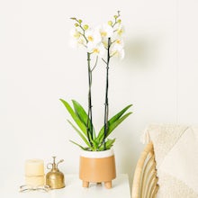 Orquídea Blanca - 60/70 cm related pic