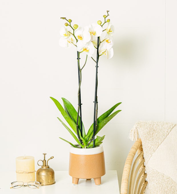 Orchidée blanche - 60/70cm