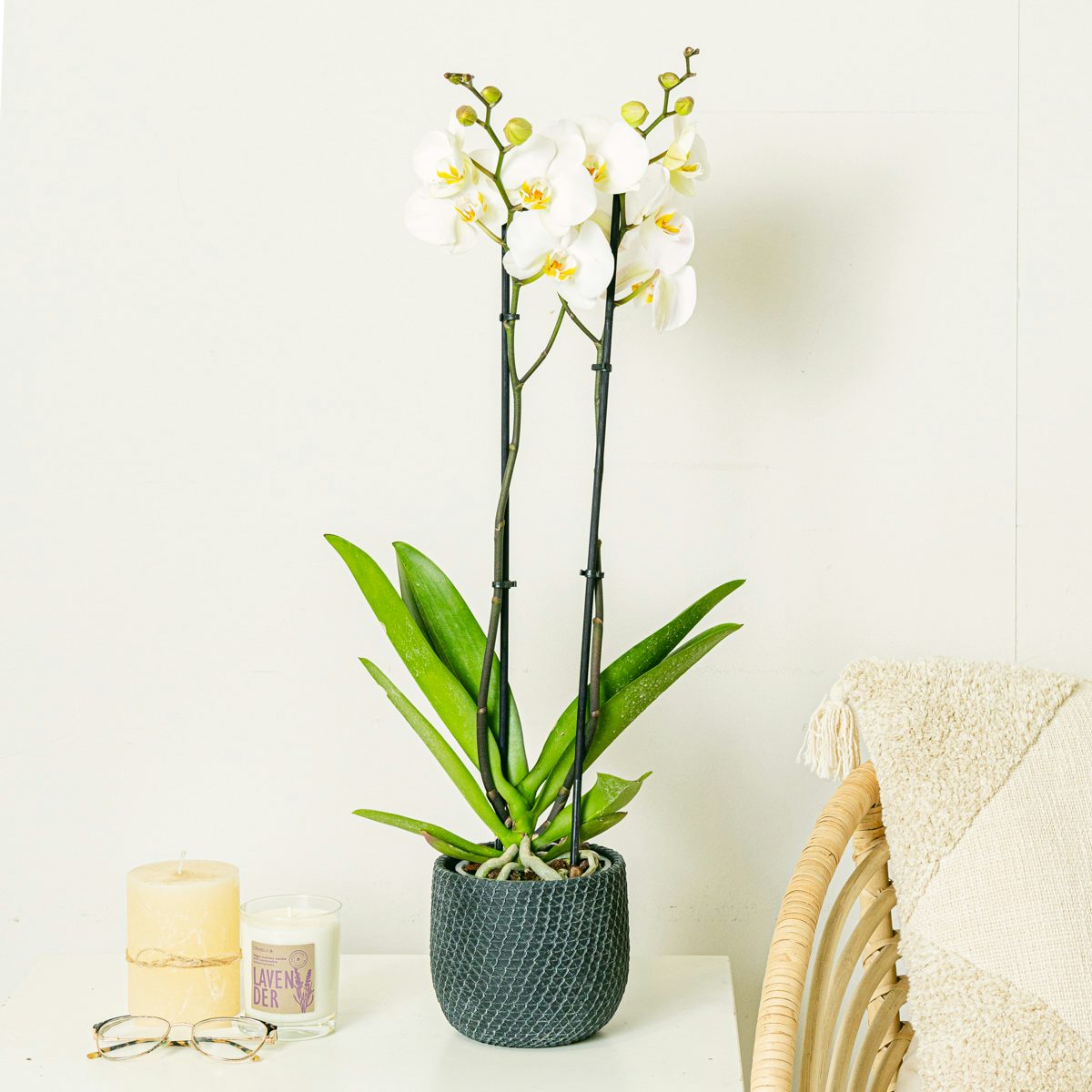 Biała orchidea - 60/70cm