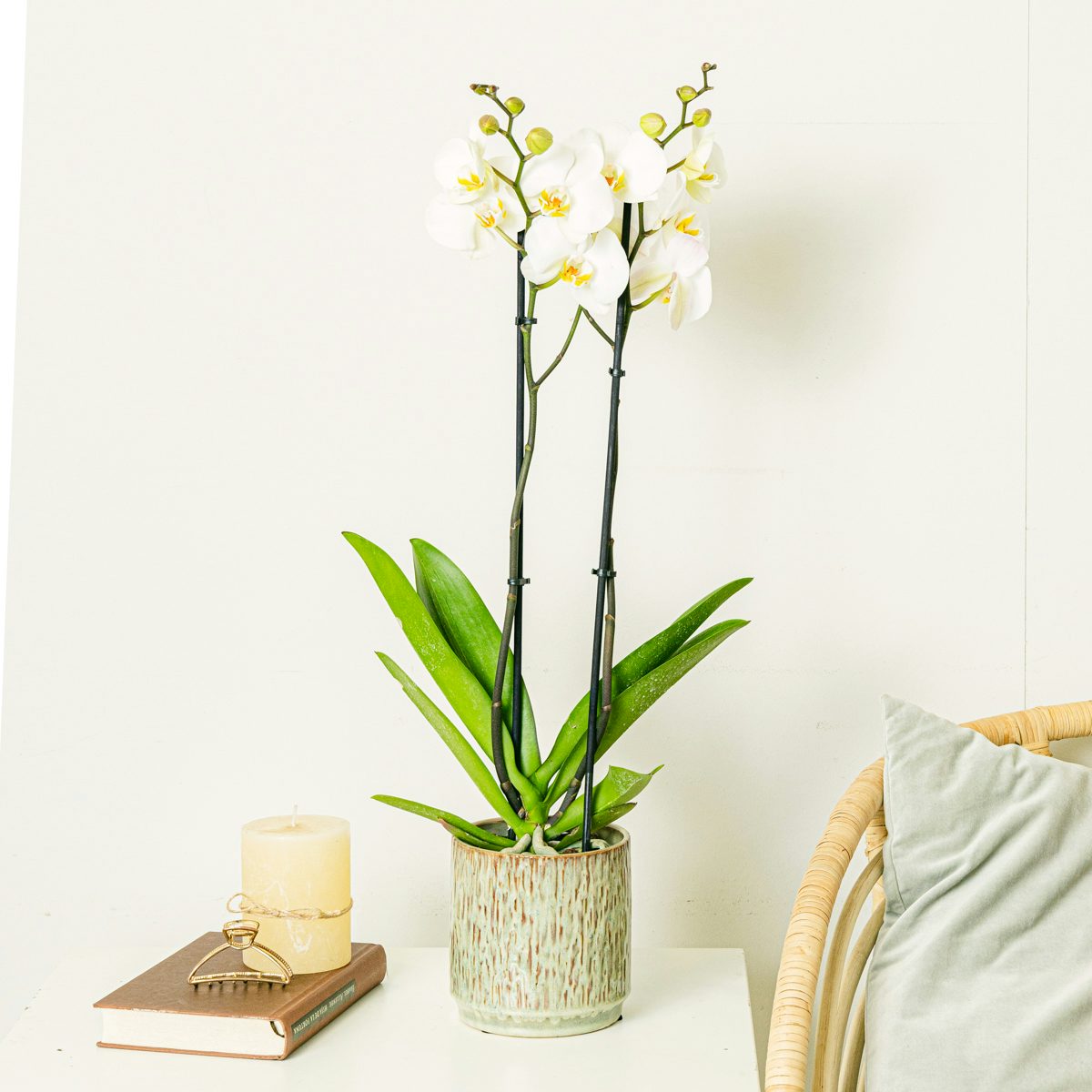 Weiße Orchidee - 60/70 zentimeter