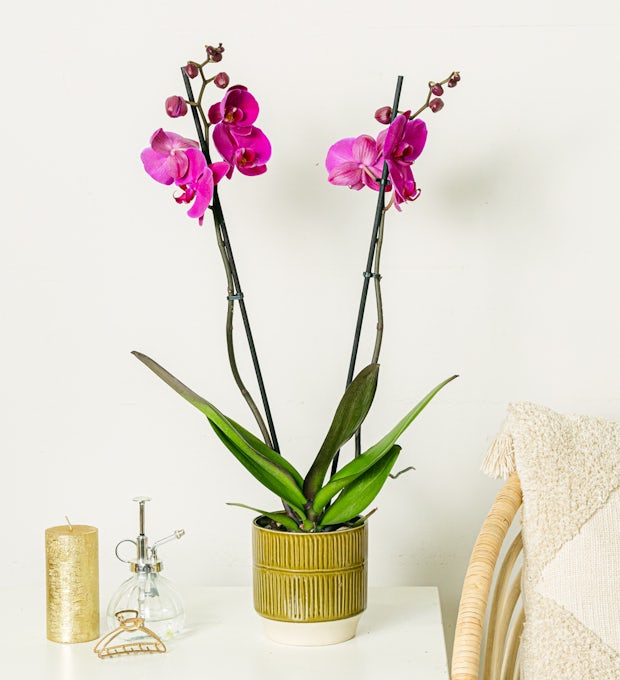 Orquídea Morada- 60/70cm