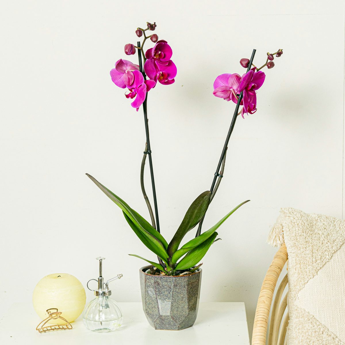 Orchidée violette . 60/70cm