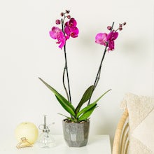 Violett Orchidee - 60/70 zentimeter