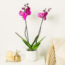 Purple Orchid - 60/70cm
