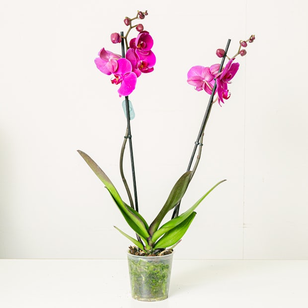 Orchidea Viola - 60/70cm