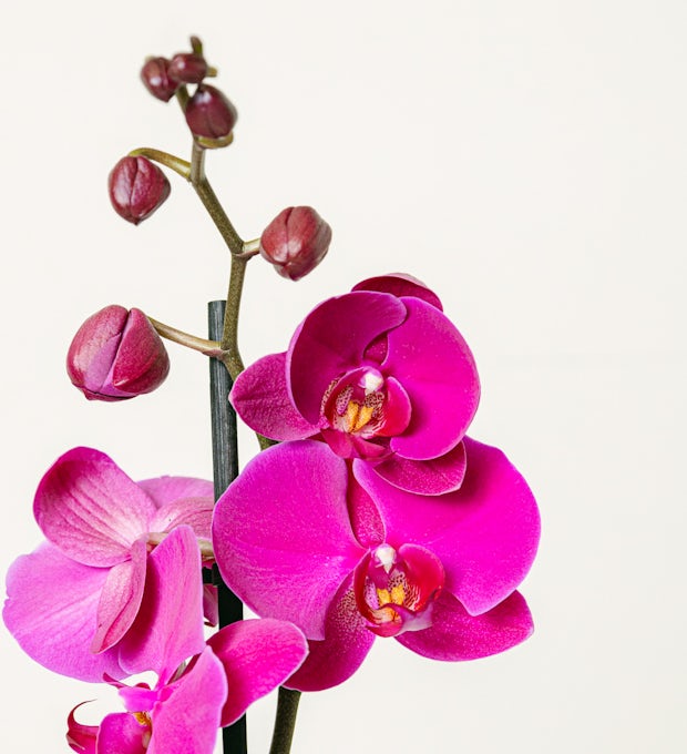 Fioletowy orchidea - 60/70cm