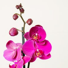 Белая орхидея - 60/70 сантиметры
