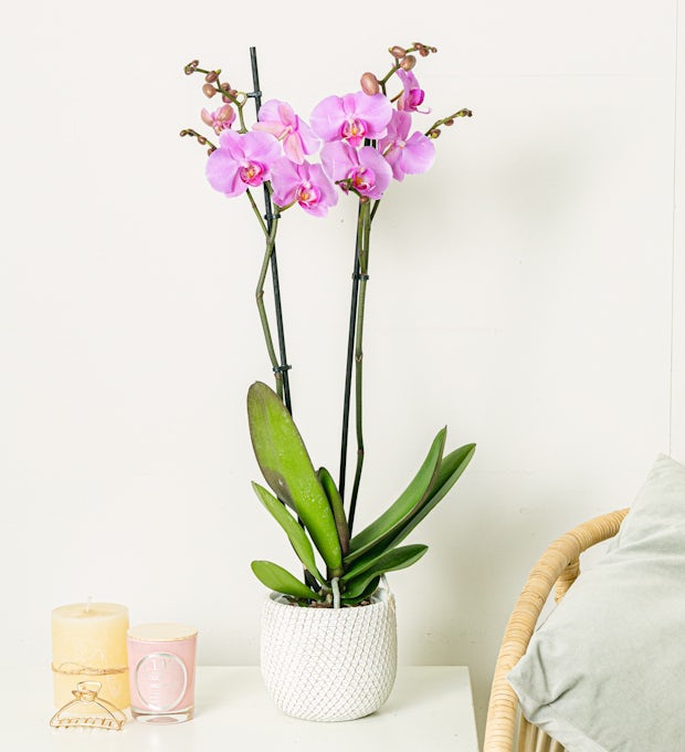 Jasnoróżowy orchidea
