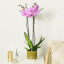 Orchidée rose clair