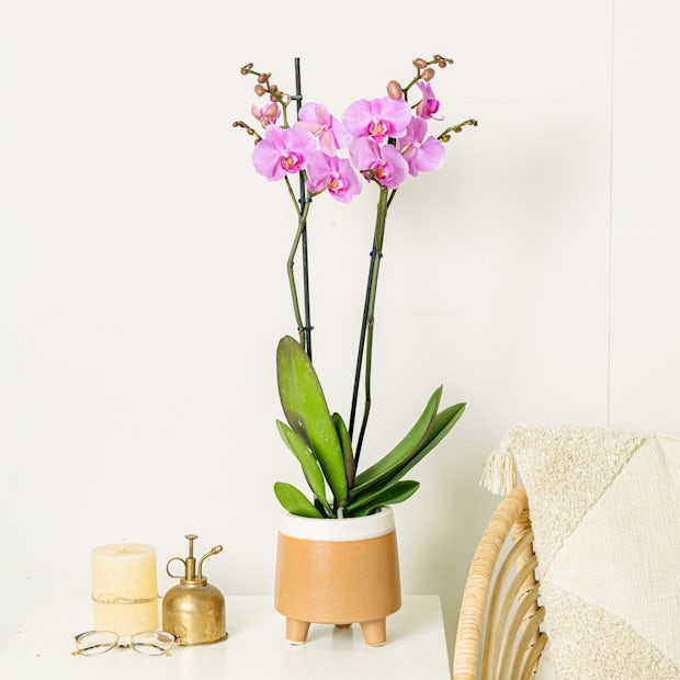 светло-розовый орхидея