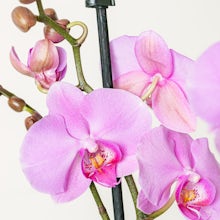 Hell-Pink Orchidee